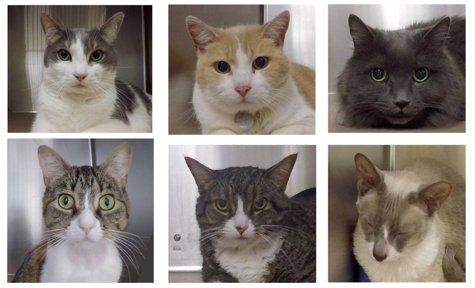 Cómo saber cuánto dolor siente un gato según la expresión de su cara