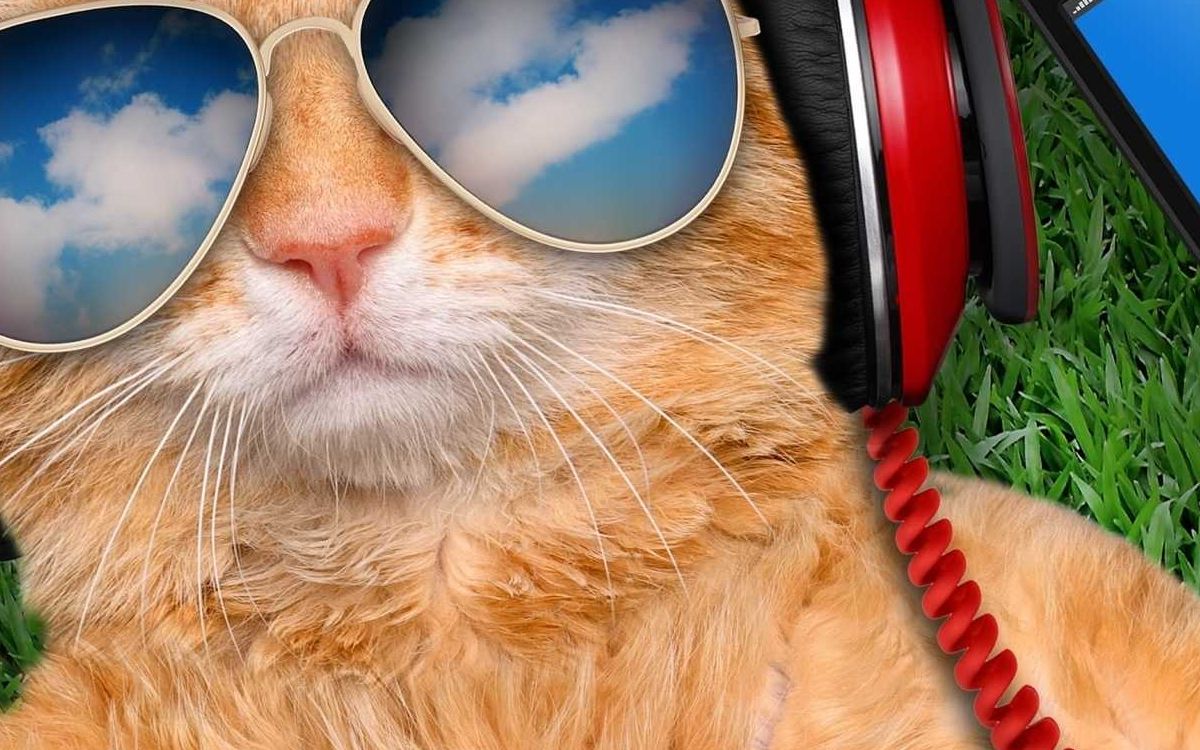 Los beneficios comprobados científicamente de la música para gatos