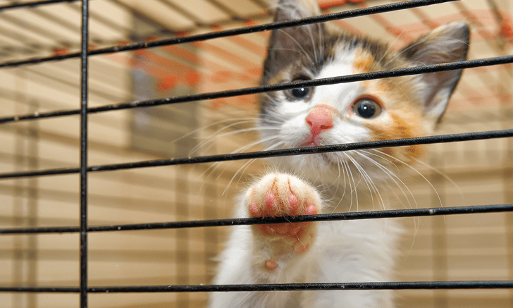 Cinco consejos para el transporte de animales